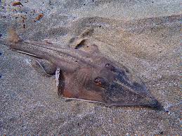 Image result for Glaucostegus cemiculus