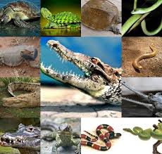 Attēlu rezultāti vaicājumam “Reptilia”