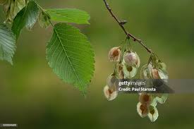 Attēlu rezultāti vaicājumam “Ulmus laevis”