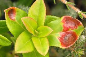 Attēlu rezultāti vaicājumam “Exobasidium vaccinii”