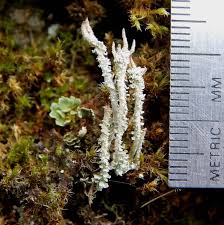 Attēlu rezultāti vaicājumam “Cladonia squamosa”