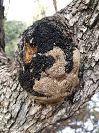 Attēlu rezultāti vaicājumam “Phellinus ferruginosus”