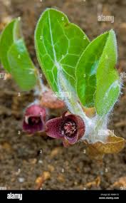 Attēlu rezultāti vaicājumam “Asarum europaeum flower”