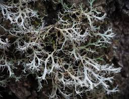 Attēlu rezultāti vaicājumam “Anaptychia ciliaris”