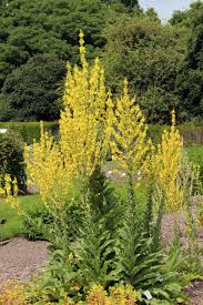 Attēlu rezultāti vaicājumam “Verbascum densiflorum”