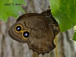 Attēlu rezultāti vaicājumam “Dicyphus nymph”