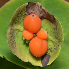 Attēlu rezultāti vaicājumam “Lonicera caprifolium fruit”