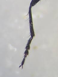 Attēlu rezultāti vaicājumam “Dasytes caeruleus imago”