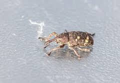 Attēlu rezultāti vaicājumam “Pissodes piniphilus”