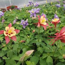 Image result for Aquilegia caerulea