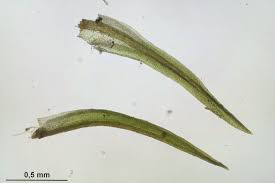 Attēlu rezultāti vaicājumam “Hymenostylium recurvirostrum”