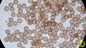 Attēlu rezultāti vaicājumam “Physarum leucopus”