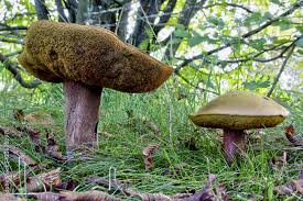 Attēlu rezultāti vaicājumam “Boletus luridus”