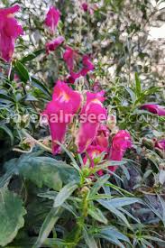 Attēlu rezultāti vaicājumam “Antirrhinum majus”