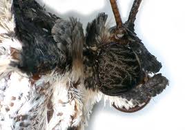 Attēlu rezultāti vaicājumam “Catarhoe cuculata”