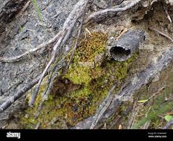 Attēlu rezultāti vaicājumam “Dicranales”