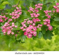 Attēlu rezultāti vaicājumam “Crataegus laevigata flower”