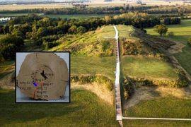 Attēlu rezultāti vaicājumam “Gyroweisia tenuis”