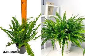 Image result for НЕФРОЛЕПИС (Nephrolepis
