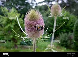 Attēlu rezultāti vaicājumam “Dipsacus fullonum flower”