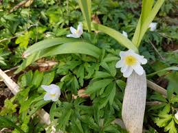 Image result for Buschwindröschen