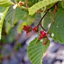 Attēlu rezultāti vaicājumam “Alnus incana leaf”
