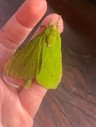 Attēlu rezultāti vaicājumam “Tholera decimalis female”