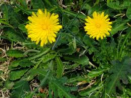 Attēlu rezultāti vaicājumam “Hypochaeris radicata fruit”