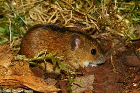 Attēlu rezultāti vaicājumam “Apodemus agrarius”