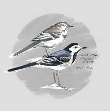 Image result for Motacilla alba