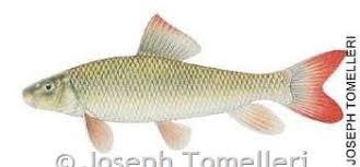 Image result for Moxostoma macrolepidotum