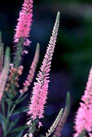 Attēlu rezultāti vaicājumam “Veronica longifolia flower”