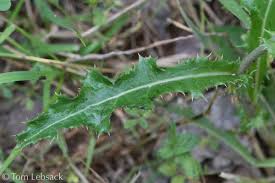 Attēlu rezultāti vaicājumam “Sonchus asper leaf”