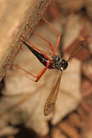 Attēlu rezultāti vaicājumam “Dictenidia bimaculata male”