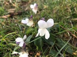 Attēlu rezultāti vaicājumam “Viola riviniana fruit”
