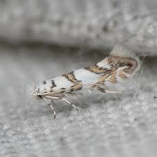 Attēlu rezultāti vaicājumam “Phyllonorycter platanoidella”