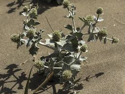 Attēlu rezultāti vaicājumam “Eryngium maritimum”