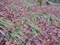 Attēlu rezultāti vaicājumam “Festuca altissima”