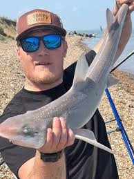 Image result for Mustelus asterias