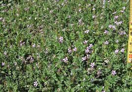 Attēlu rezultāti vaicājumam “Erodium cicutarium”