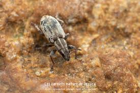 Attēlu rezultāti vaicājumam “Sitona sp.”