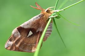 Attēlu rezultāti vaicājumam “Aglia tau”