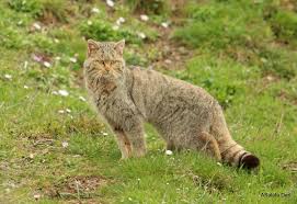 Attēlu rezultāti vaicājumam “Felis silvestris catus juvenile”
