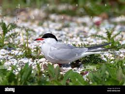 Attēlu rezultāti vaicājumam “Sterna hirundo adult”