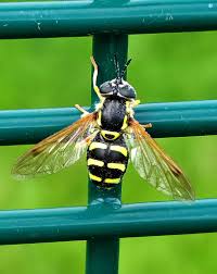 Attēlu rezultāti vaicājumam “Chrysotoxum sp.”