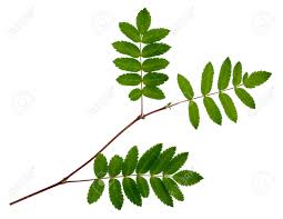 Attēlu rezultāti vaicājumam “Sorbus aucuparia leaf”