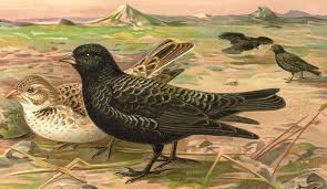 Image result for Melanocorypha yeltoniensis