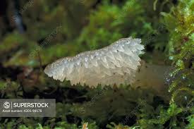 Attēlu rezultāti vaicājumam “Pseudohydnum gelatinosum”