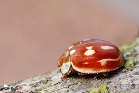 Attēlu rezultāti vaicājumam “Myzia oblongoguttata”