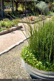 Attēlu rezultāti vaicājumam “Equisetum hyemale”